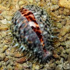 Tiger Cowrie Snail XL